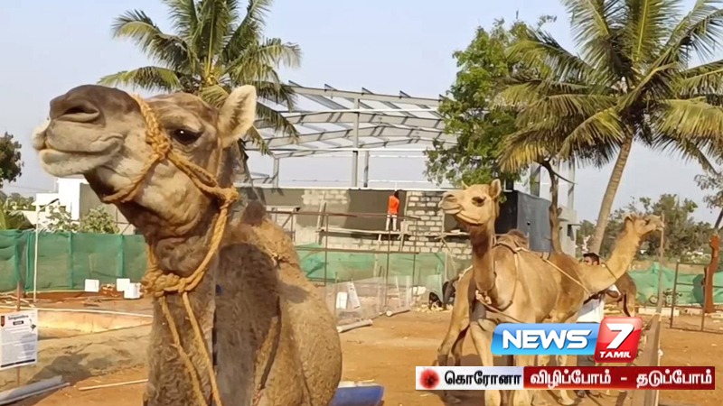 பிரபலமாகும் ஒட்டகப்பால் டீ