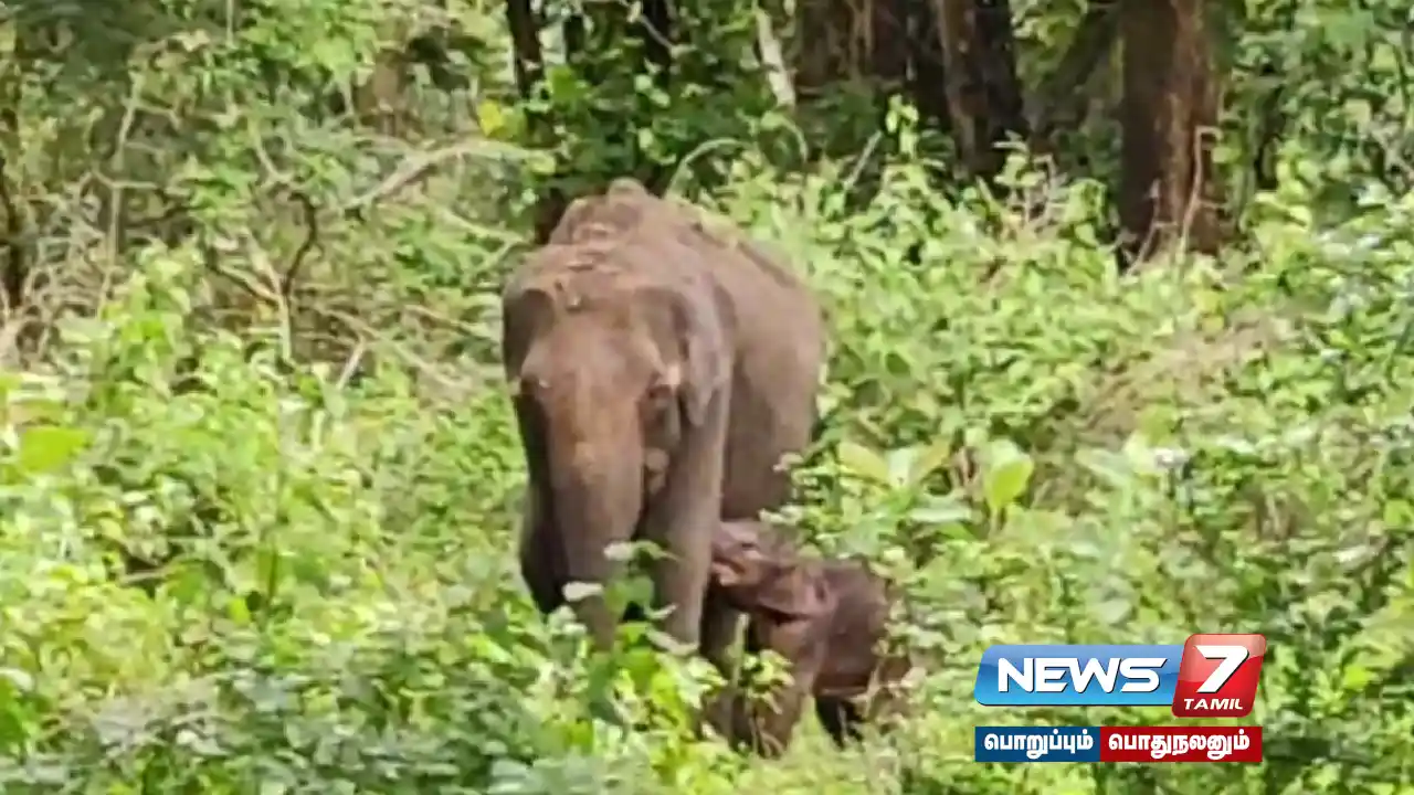 The cub that wandered alone in Mudumalai... was reunited with its mother after a 26-hour struggle!