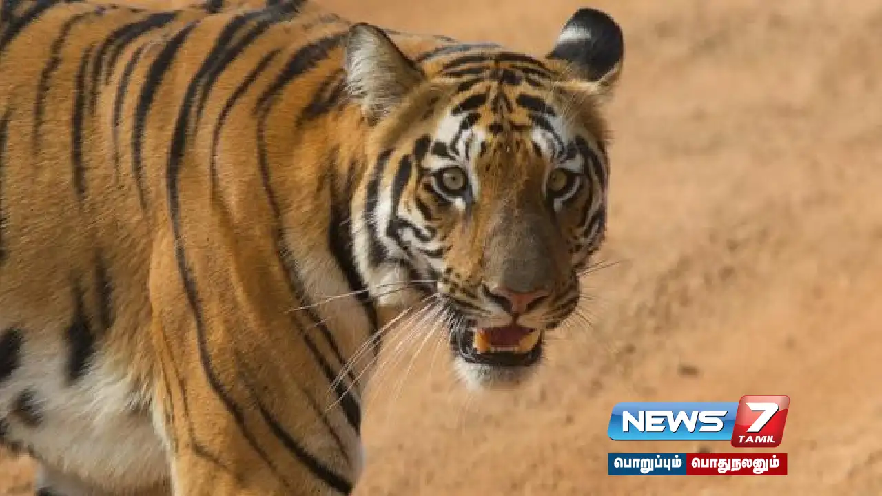 Will the tiger roam in #Nellai residential area?