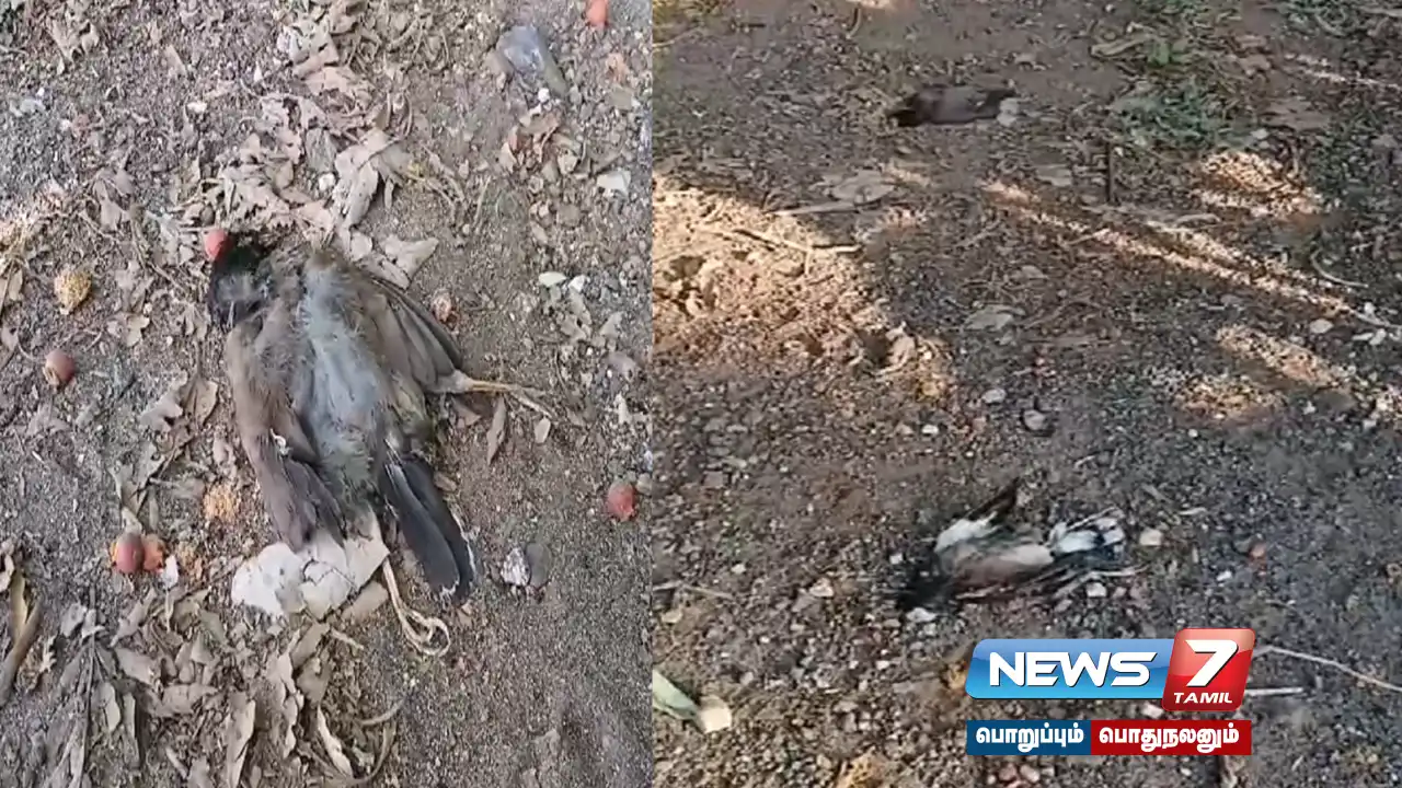 Birds killed by poison on Kumaran Hill Murugan temple hills... Police investigation!