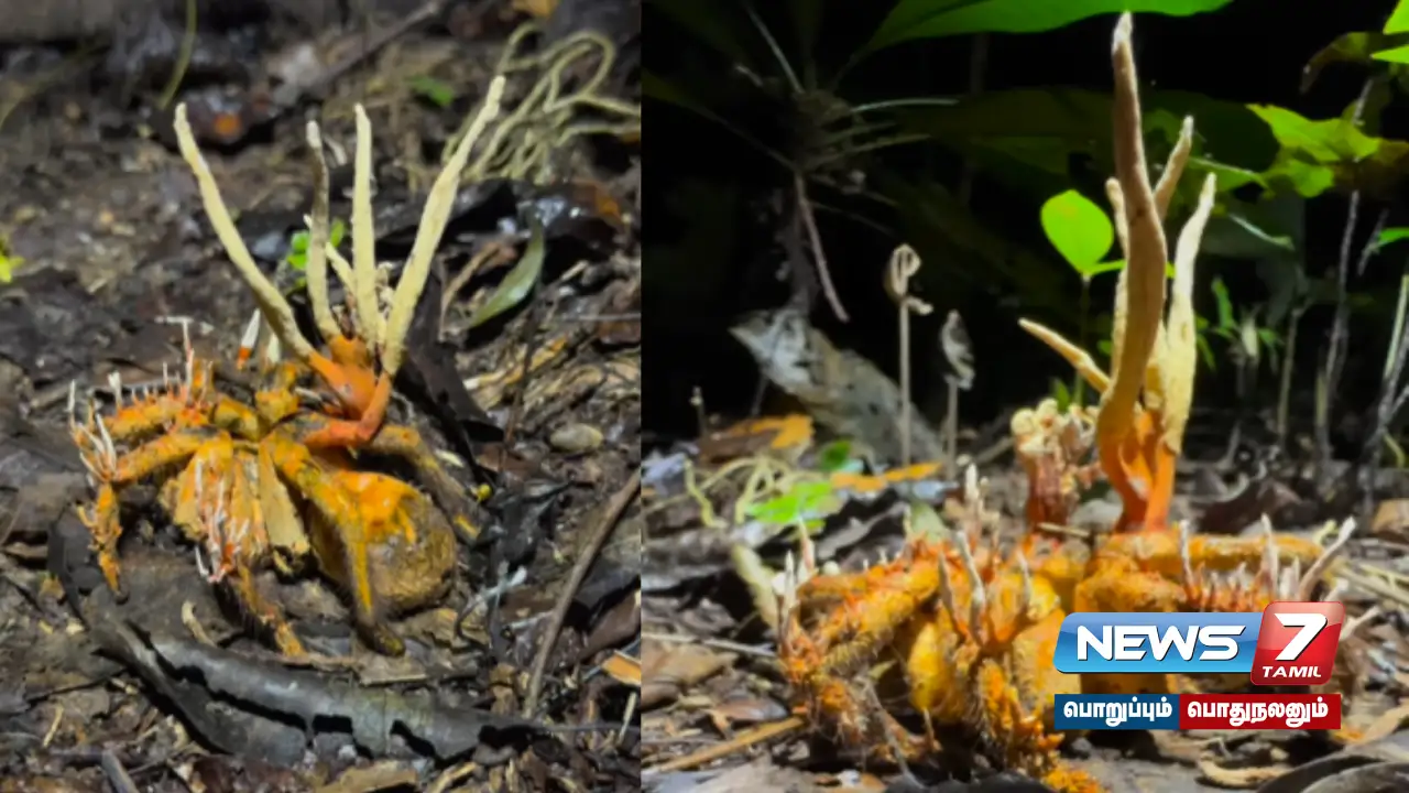 Tarantula Infected With Zombie Fungus... Video #Viral!