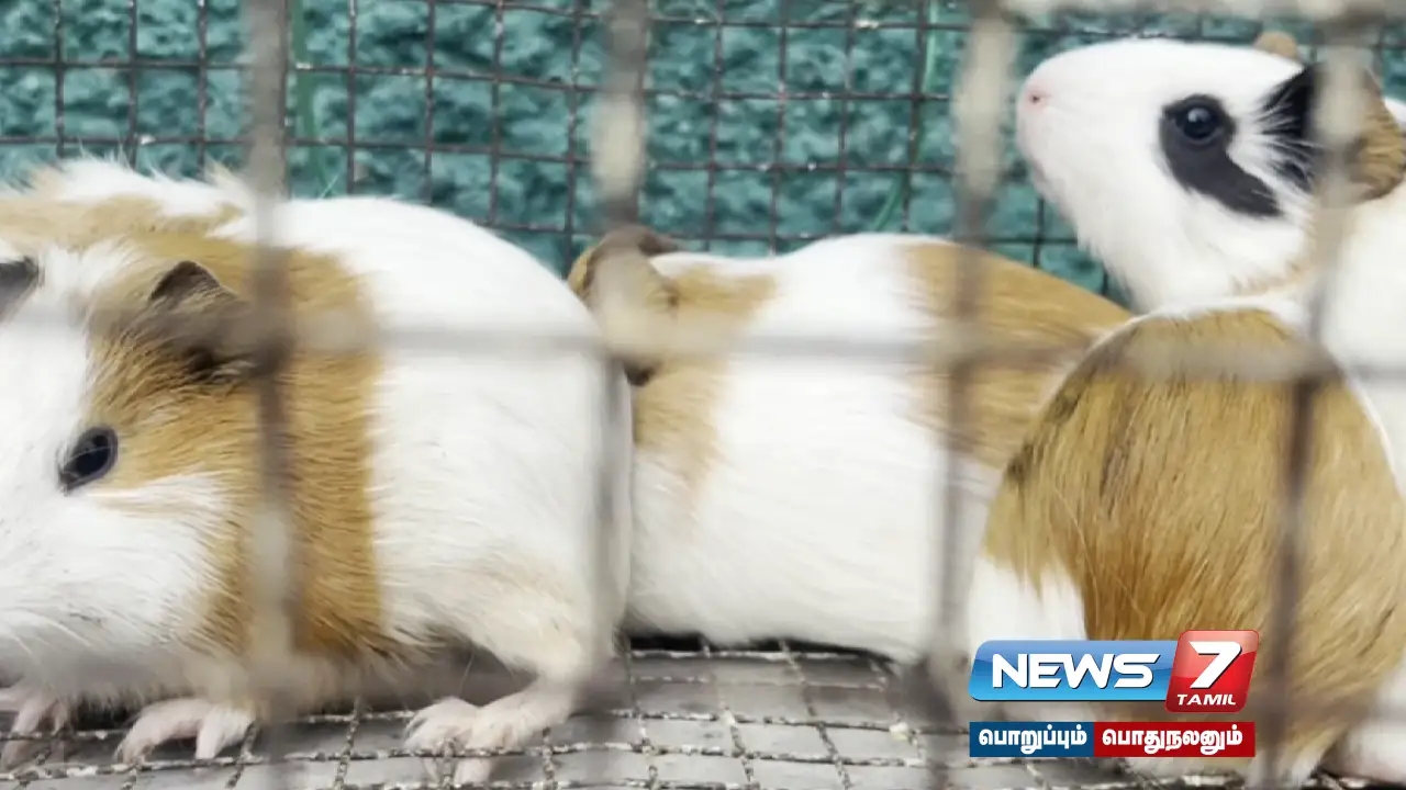 Weeded Pigeon Market in Madurai - Starting with White Rat and Foreign Birds, the sale is huge!