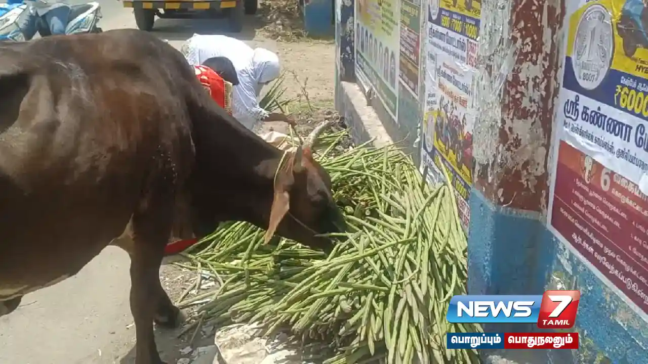 #Drumsticks | The price of drumsticks fell sharply... Farmers who were thrown by the road!