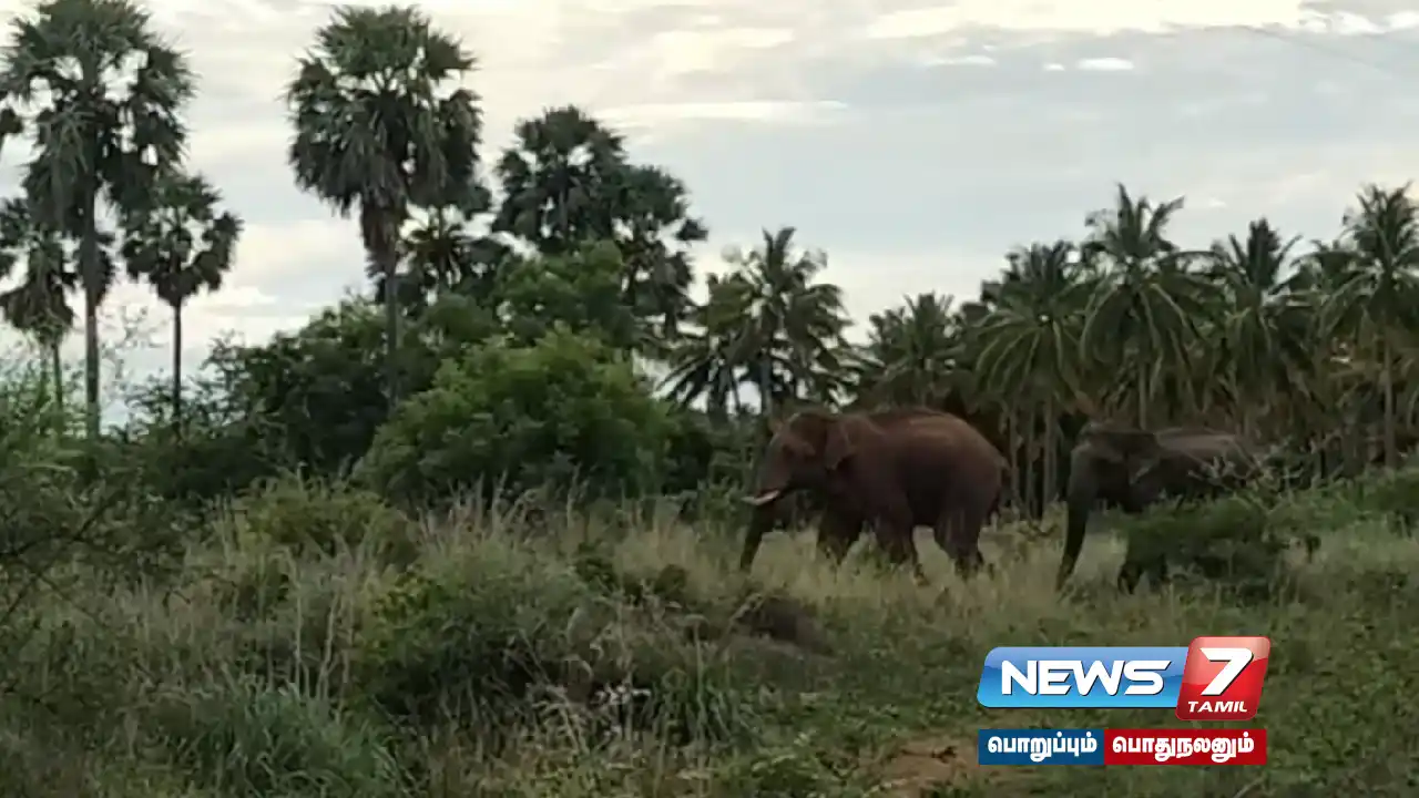 #Tenkasi | Elephants damaging agricultural lands... request to take action!