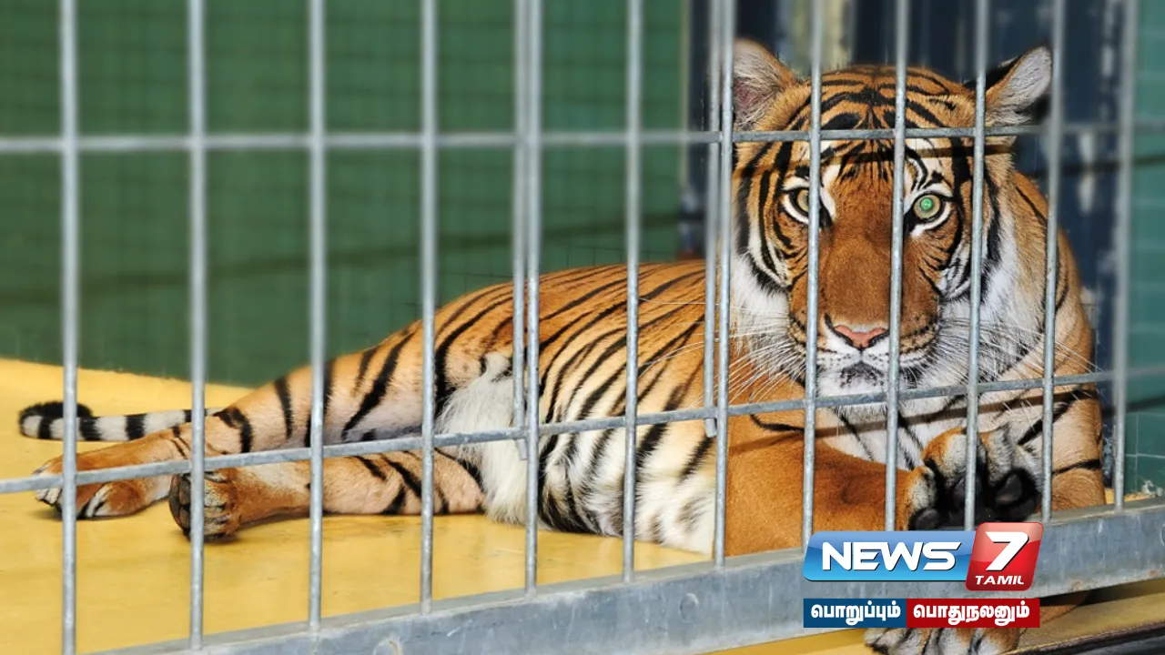 Tiger, killed ,Maharashtra , forest department ,