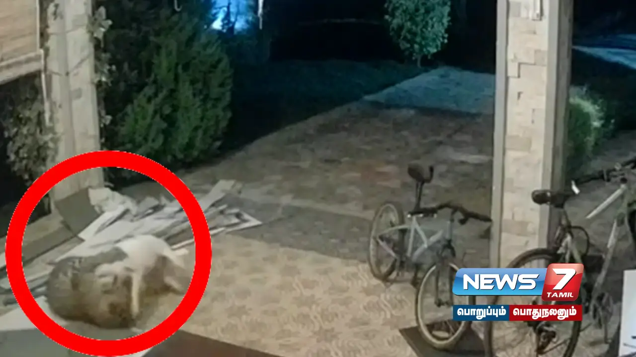 Leopard came to hunt the Nilgiri dog- chased away by the dog!