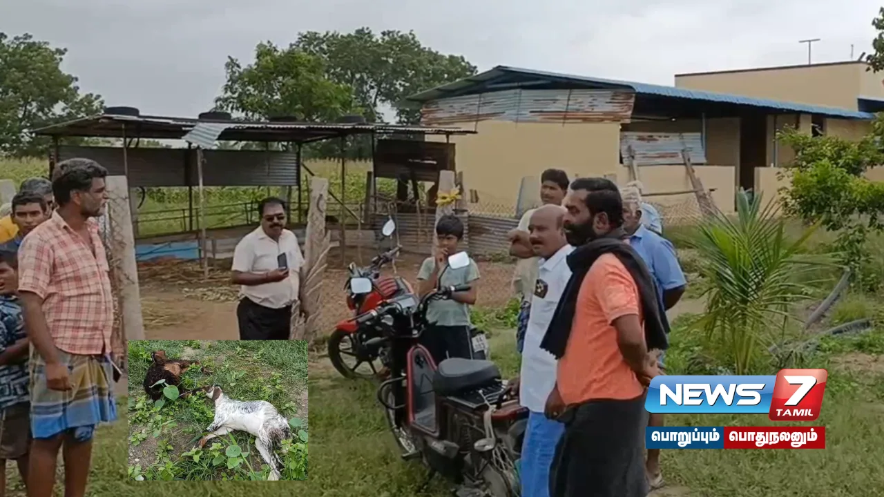 Koilpatti dogs bite 6 goats dead - 9 goats seriously injured!
