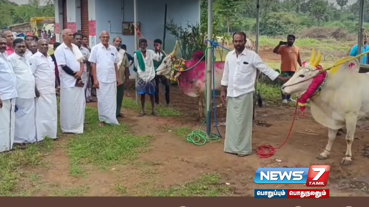 The bullfighting competition was held in a very different way...differently - with a twist!