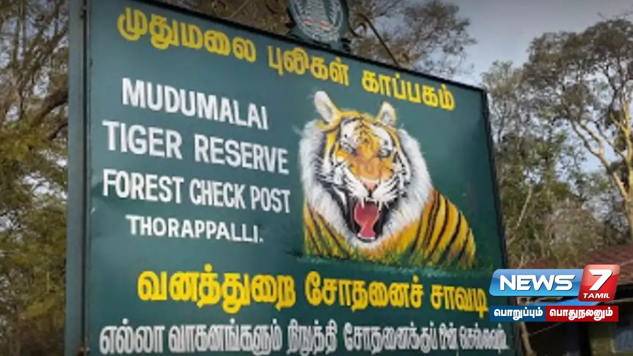 Tiger walks through town like a human in Masinakudi!