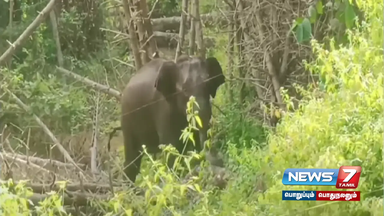 Wild elephants entered a grove near Srivilliputhur and damaged trees... Farmers request to build trenches!