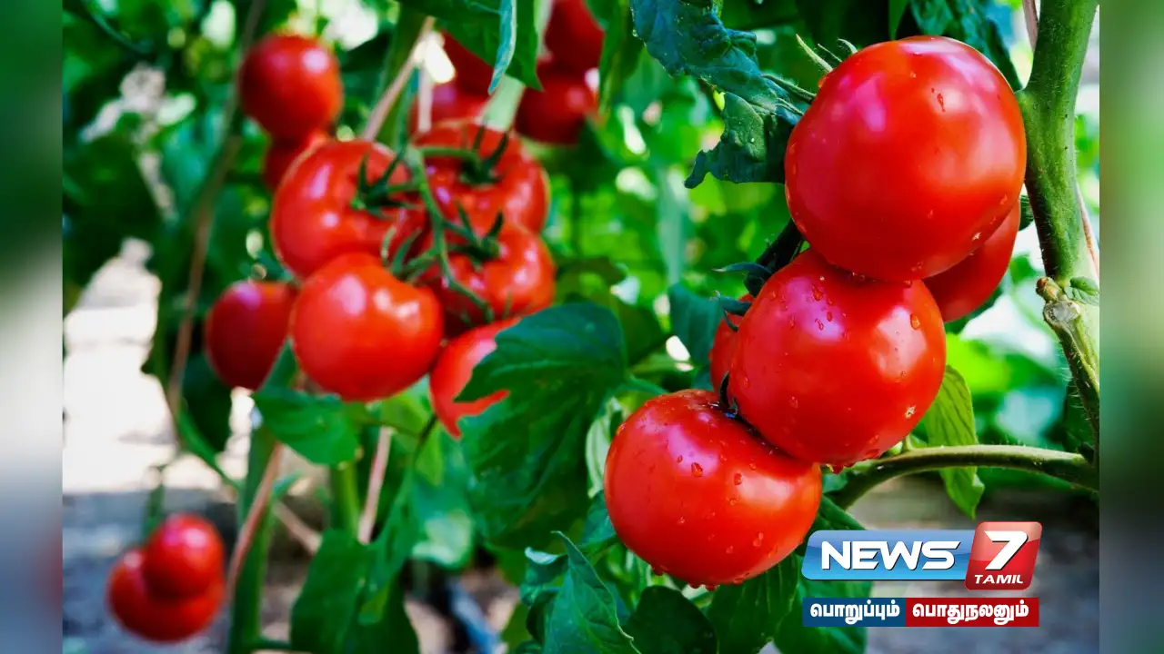 #Koyambedu | Dramatically low price of tomatoes... is only one kilo so much?