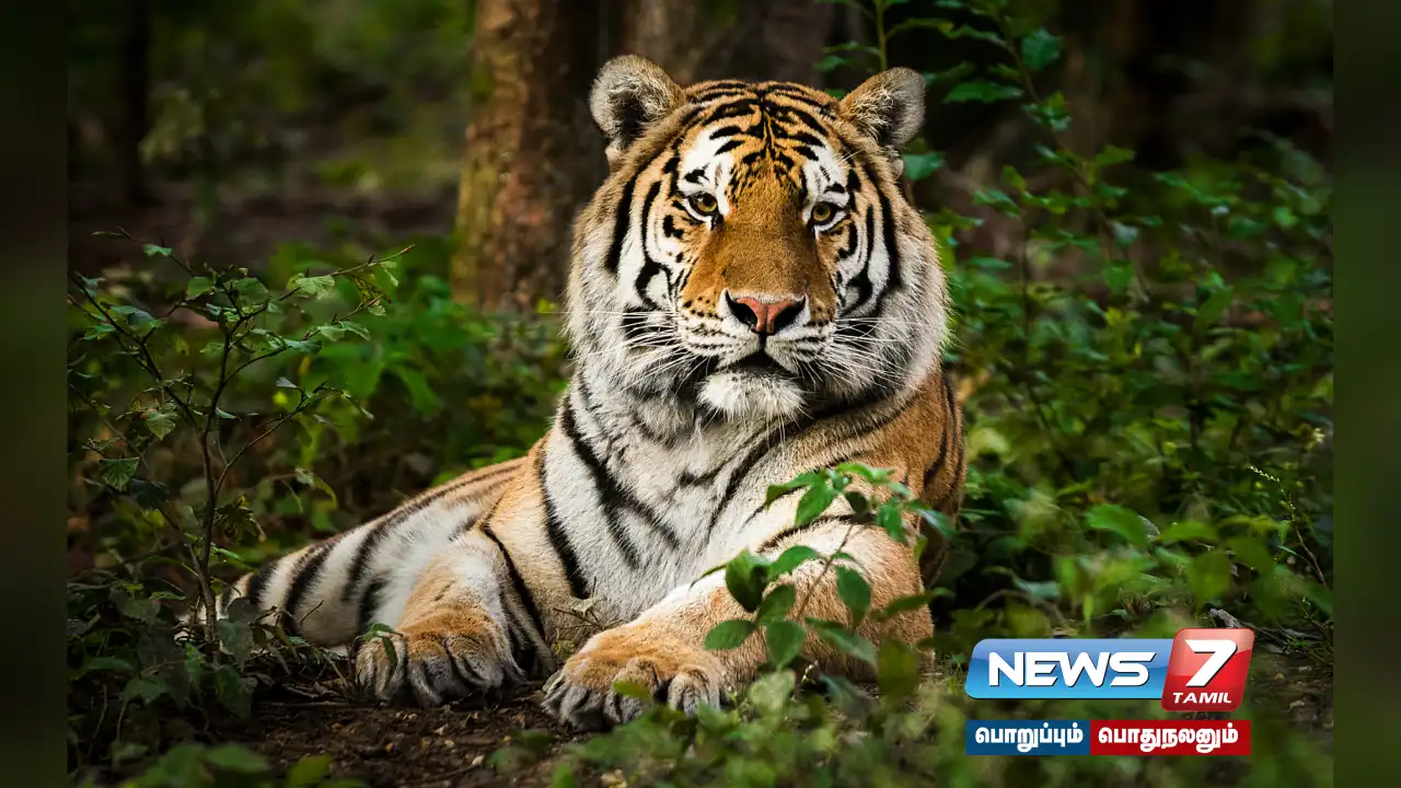 2 killed in tiger attack in #MadhyaPradesh!