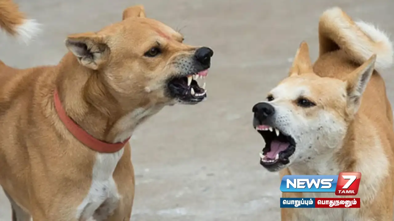 Stray dogs bite- little girl dies!