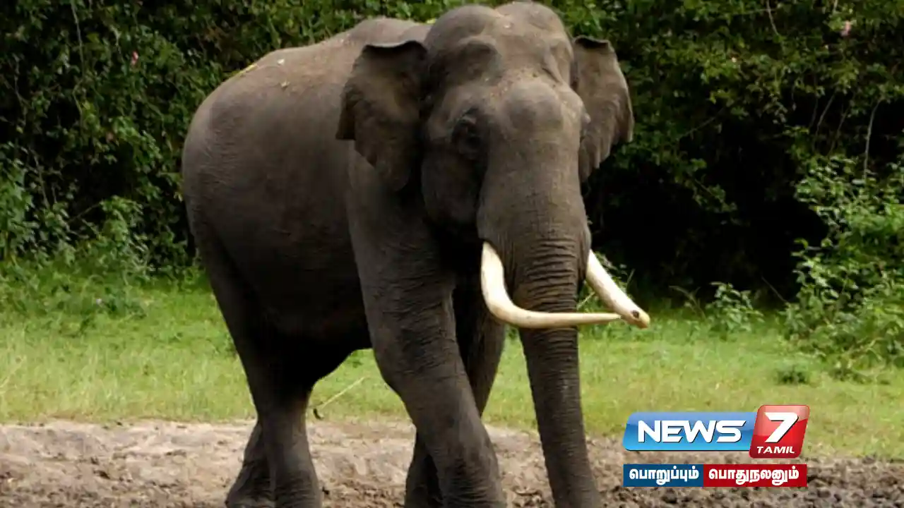 One person killed in elephant attack in #Odisha!