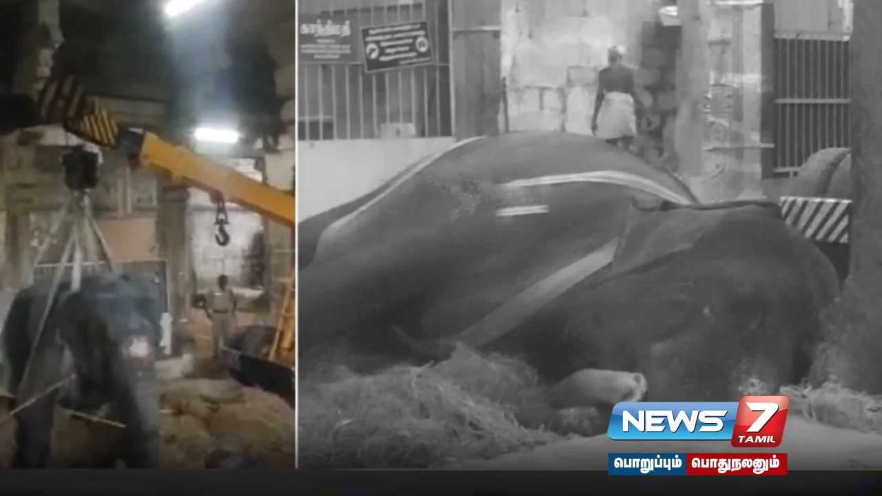 Nellaiyappar Temple's elephant Gandhimati dies due to ill health!